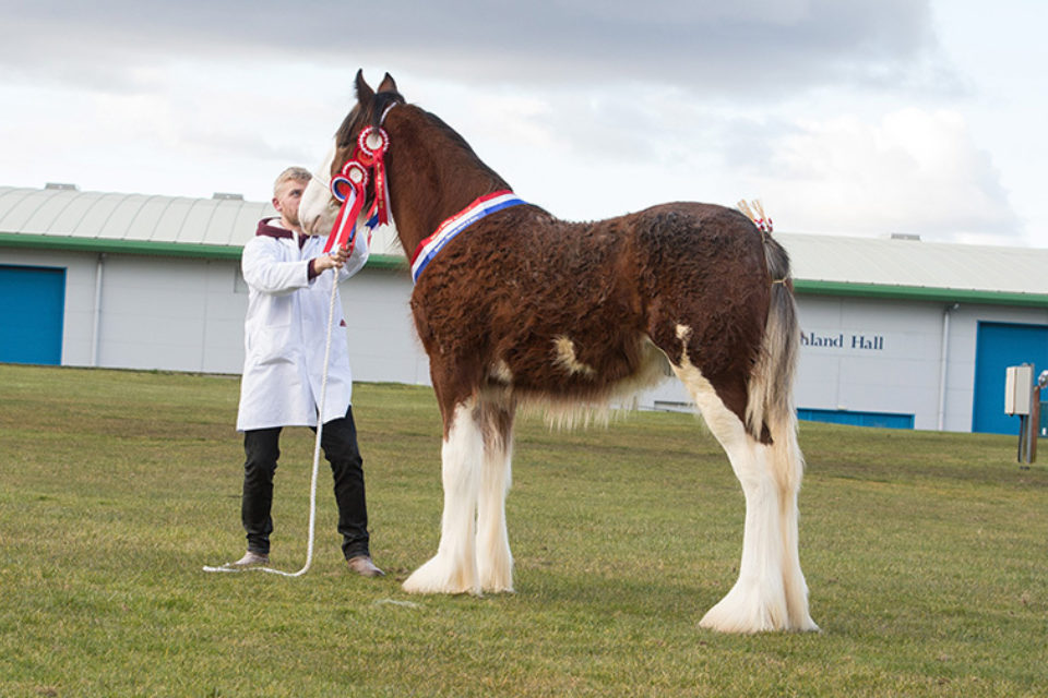 Style With Substance Clydesdale Horse Society