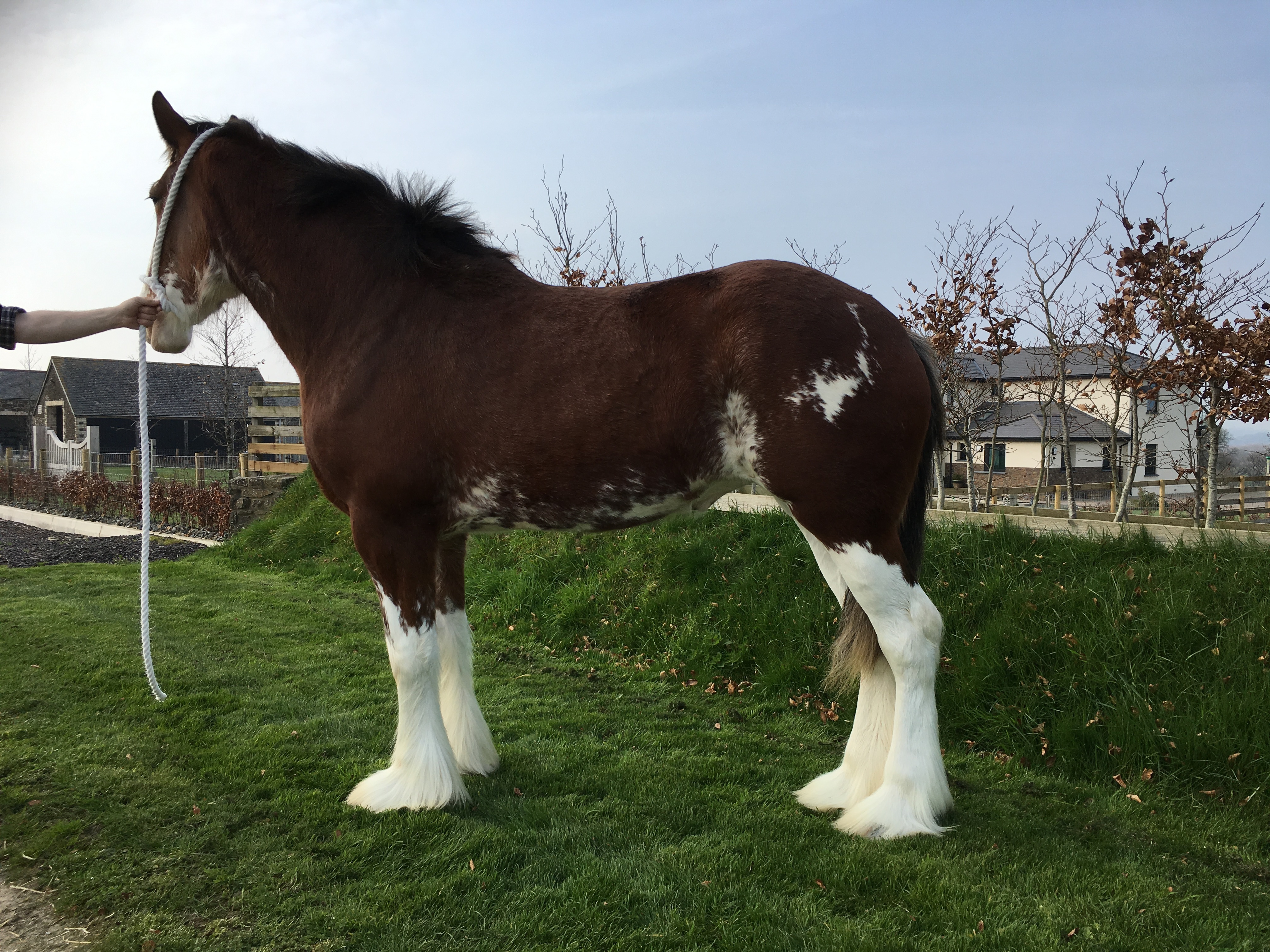 Horse For Sale - (update 30 April 2017 - horse now sold) -