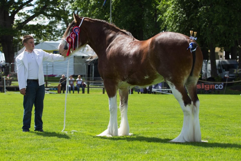 How Many Years Does A Clydesdale Live The Answer Might Surprise You - bmqvgmz